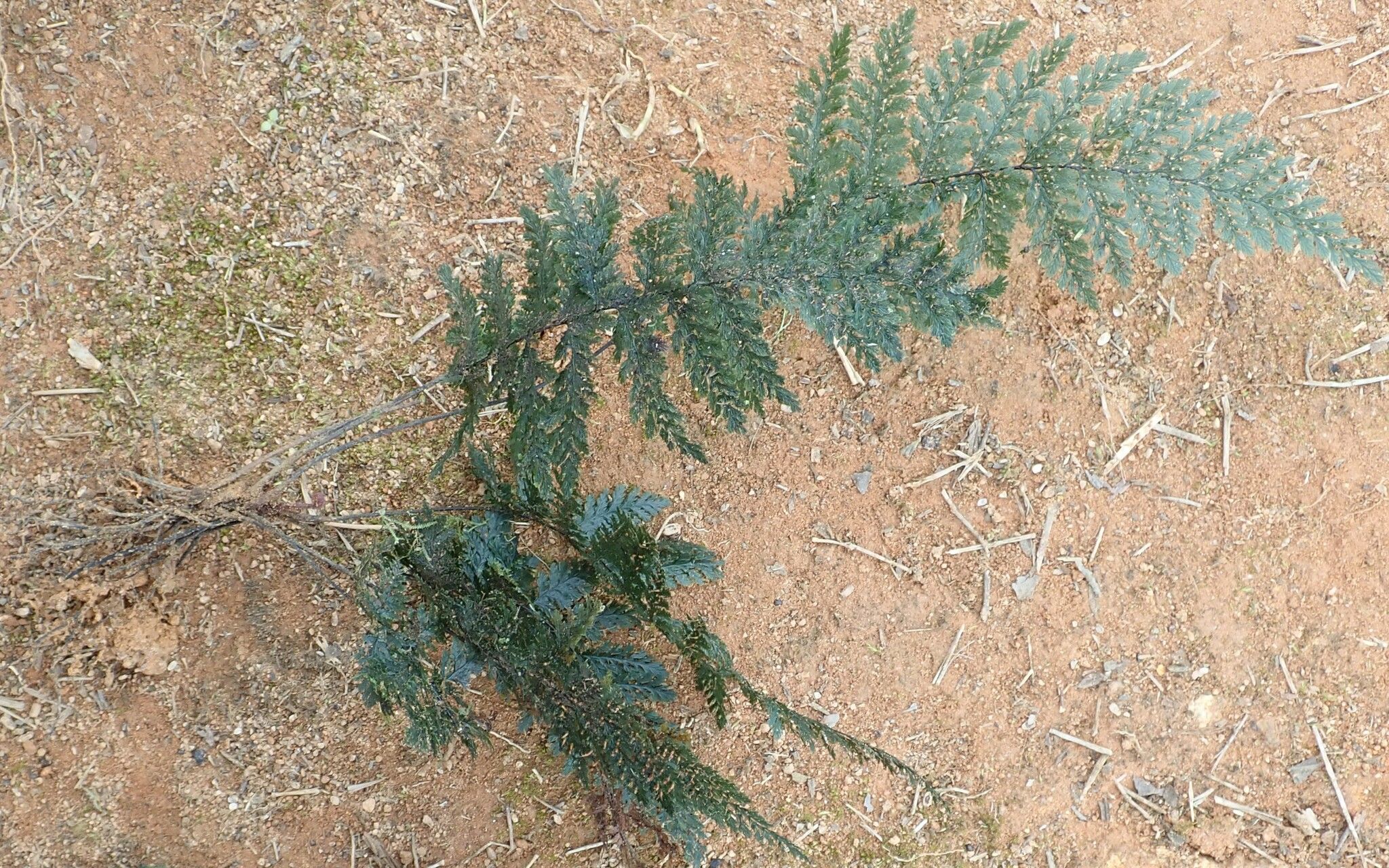 Trichomanes dregei habit