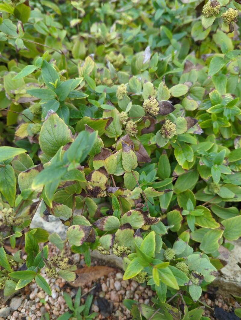 Pycnanthemum albescens leaf