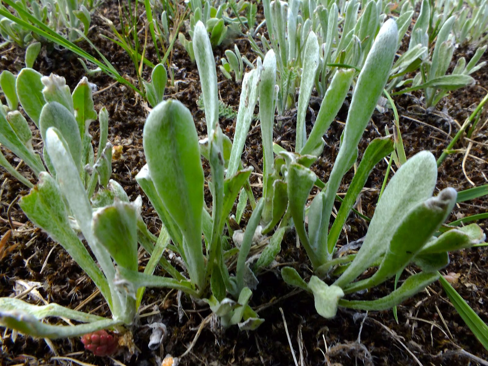 Gnaphalium polycaulon — houseplant care guide