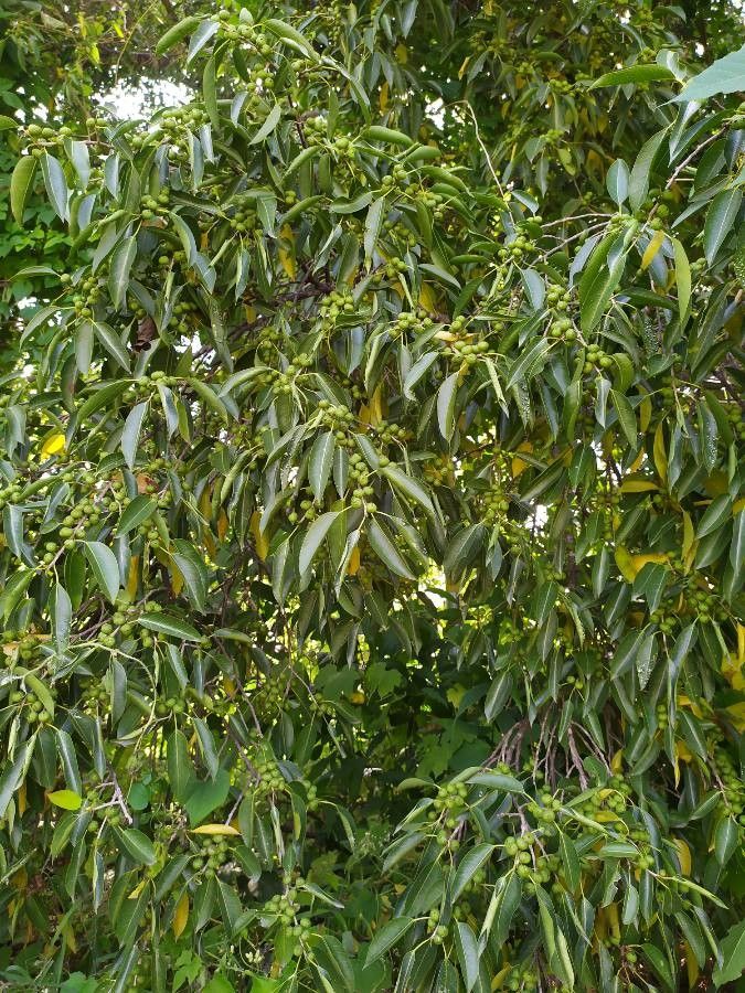 Ficus cotinifolia — houseplant care guide