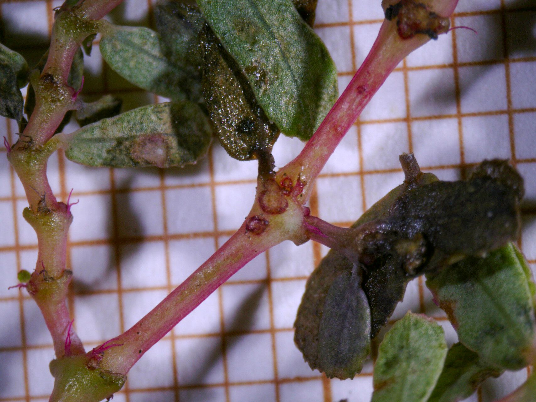 Euphorbia serpillifolia bark