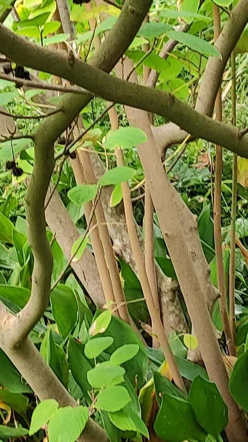 Corylopsis himalayana bark