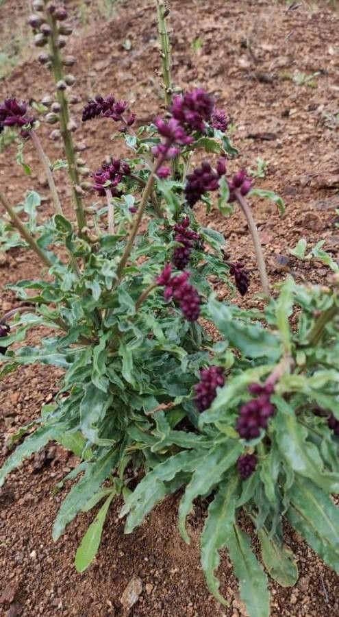 Lysimachia atropurpurea