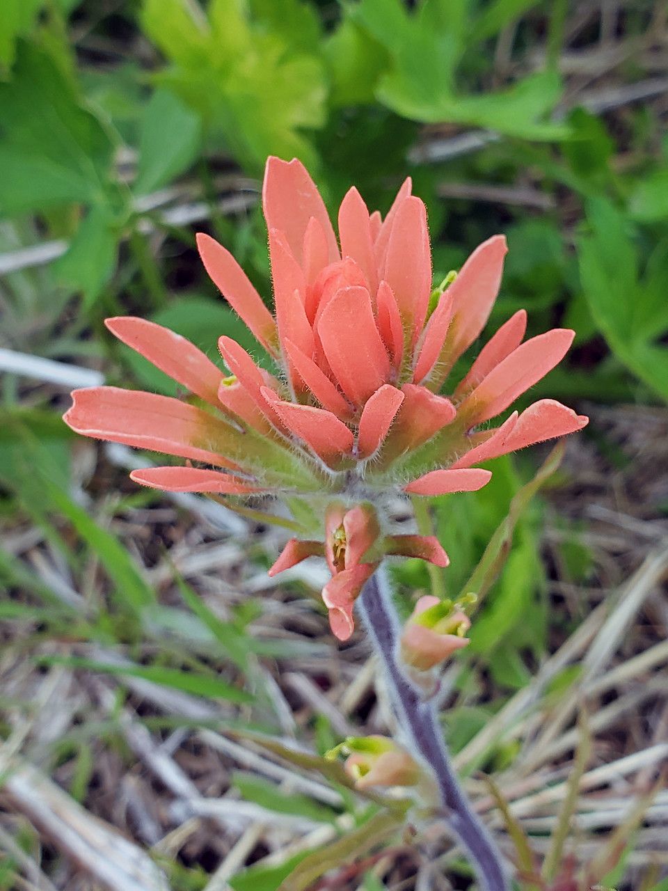 Castilleja coccinea flower