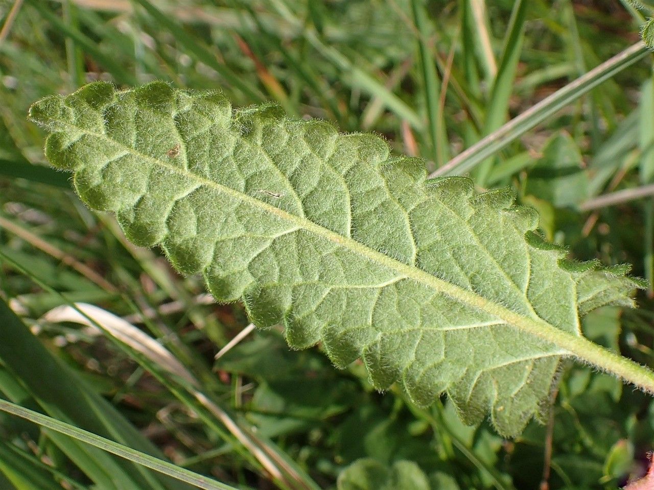 Stachys pradica — search result for 'Stachys'