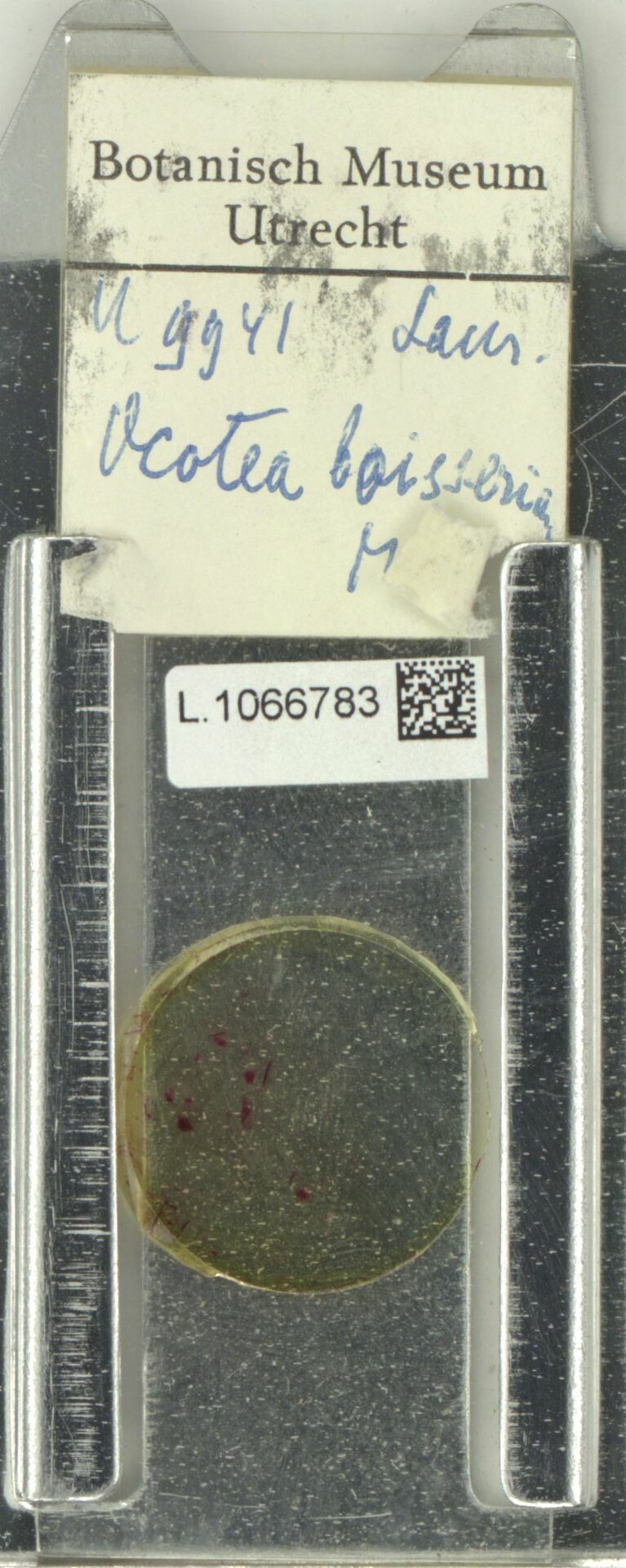 Ocotea boissieriana fruit