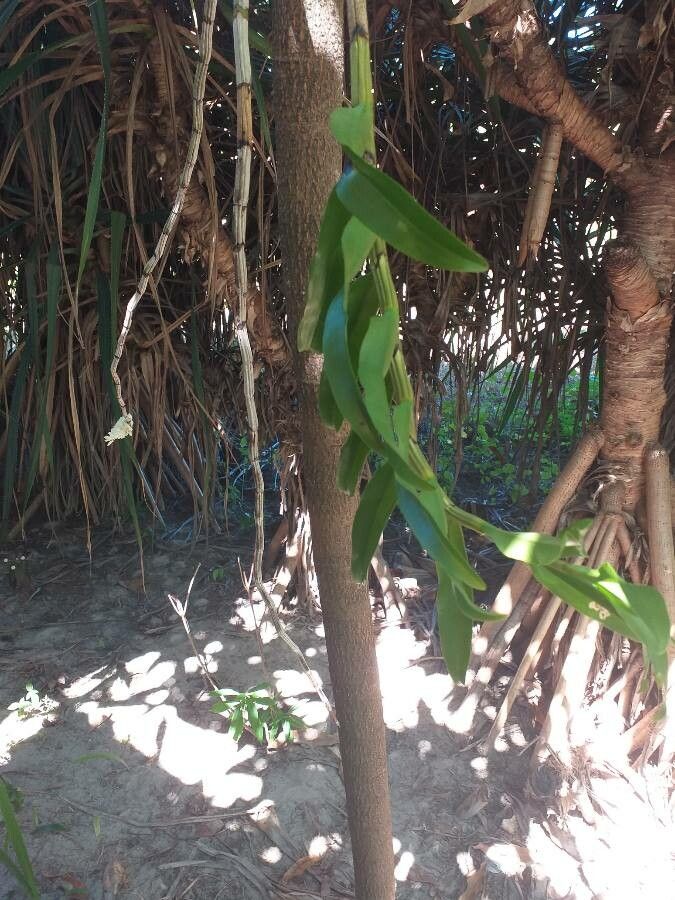 Dendrobium secundum leaf