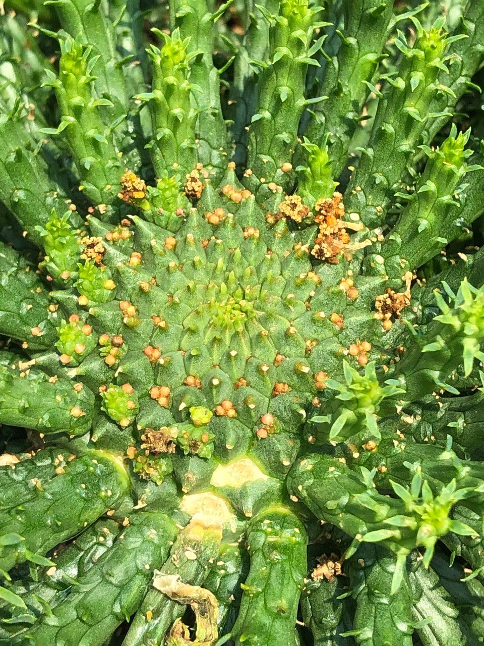Euphorbia flanaganii fruit
