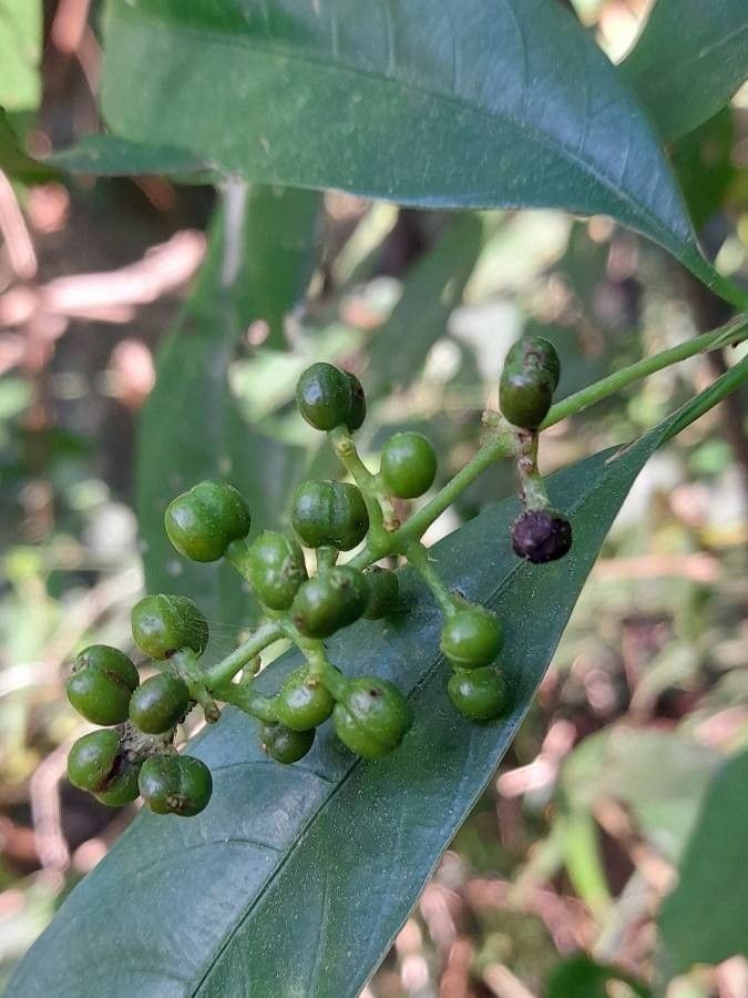 Psychotria myriantha fruit