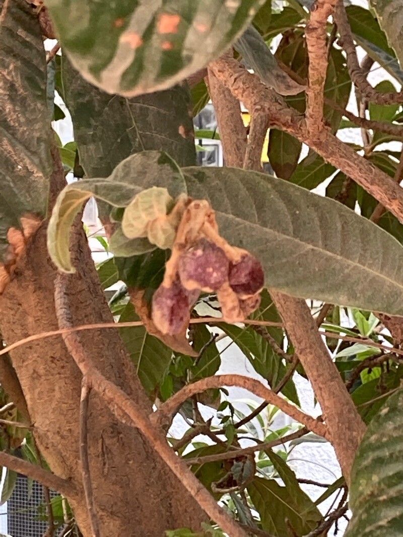Ozoroa sphaerocarpa fruit