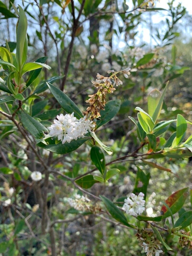 Cliftonia monophylla flower