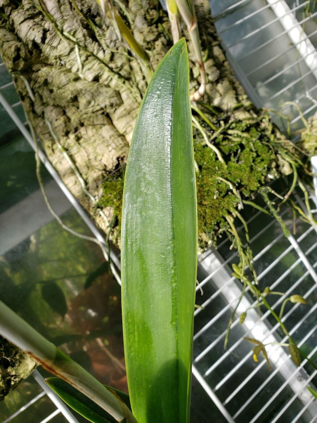 Laelia rosea — houseplant care guide