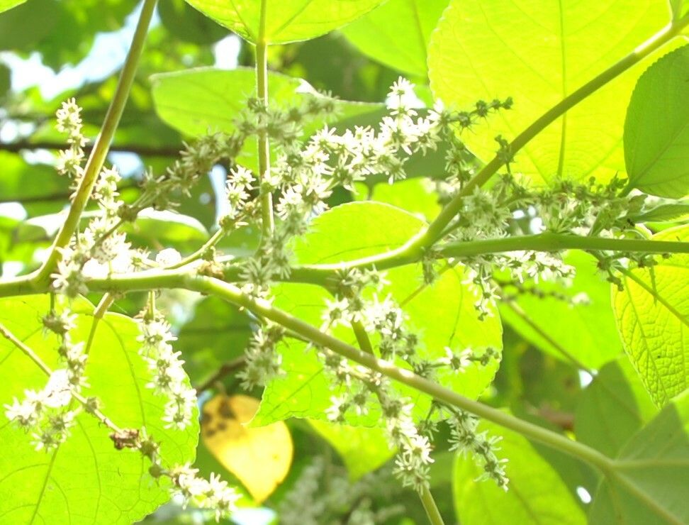 Pipturus argenteus flower