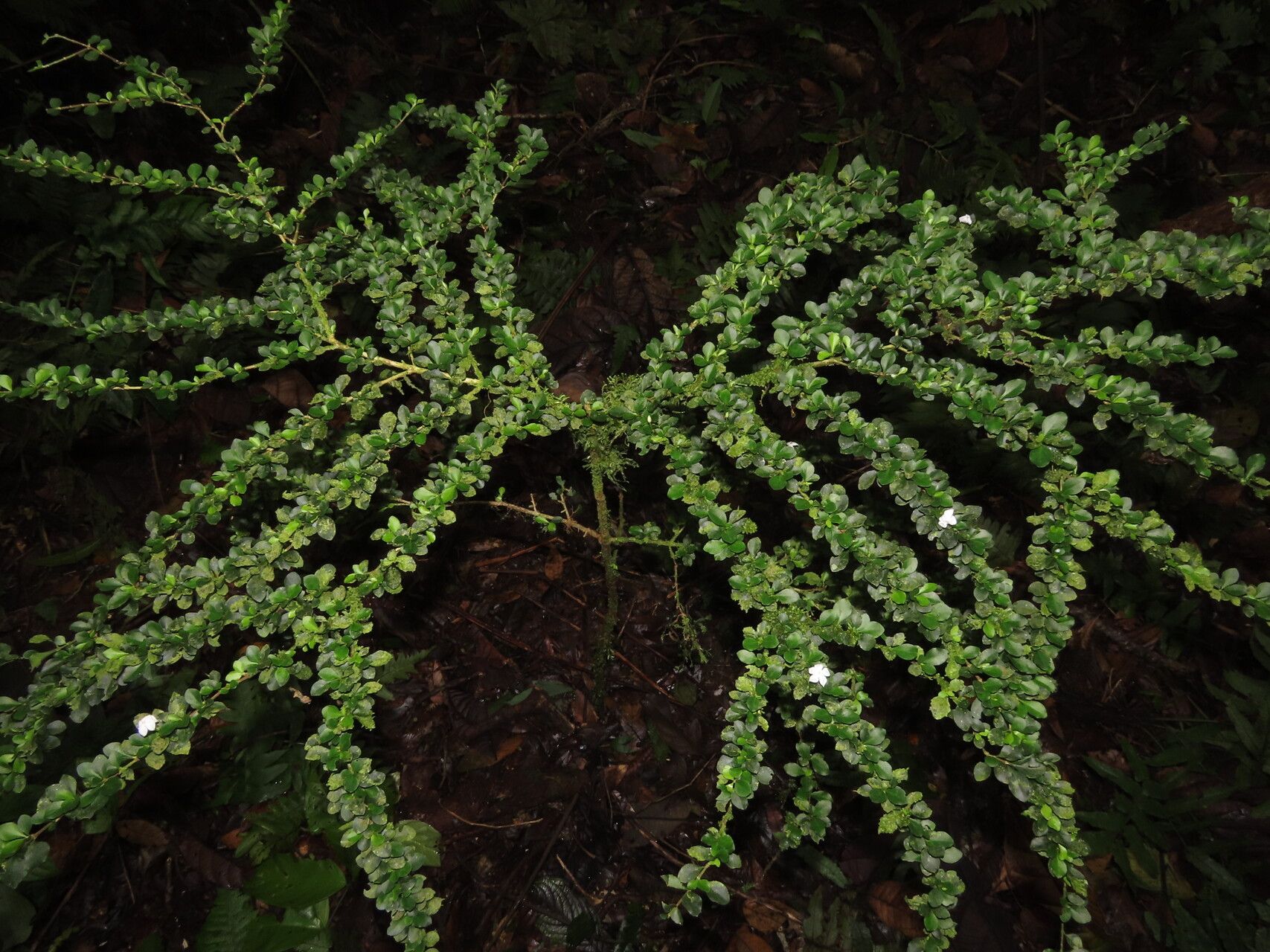 Randia lonicerioides — houseplant care guide