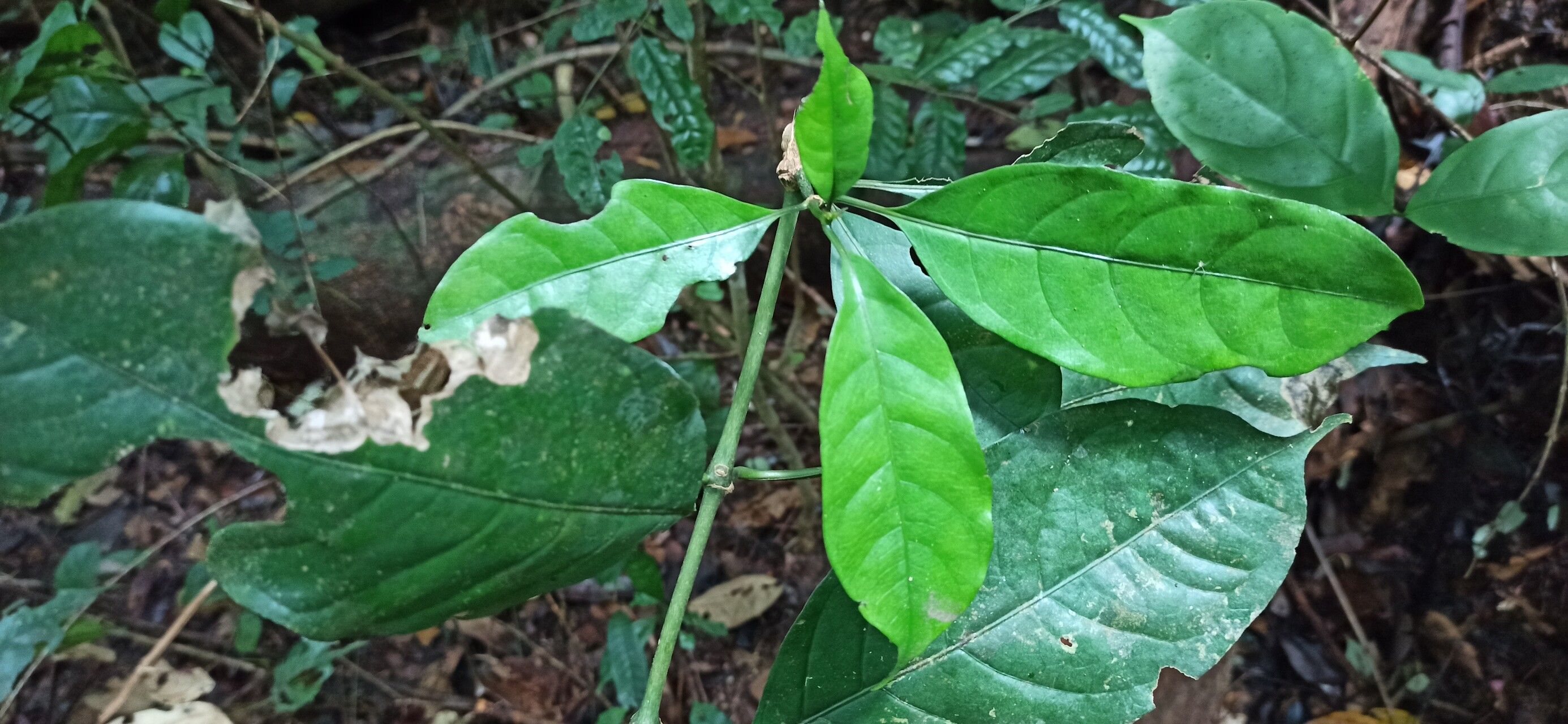 Chassalia cristata leaf