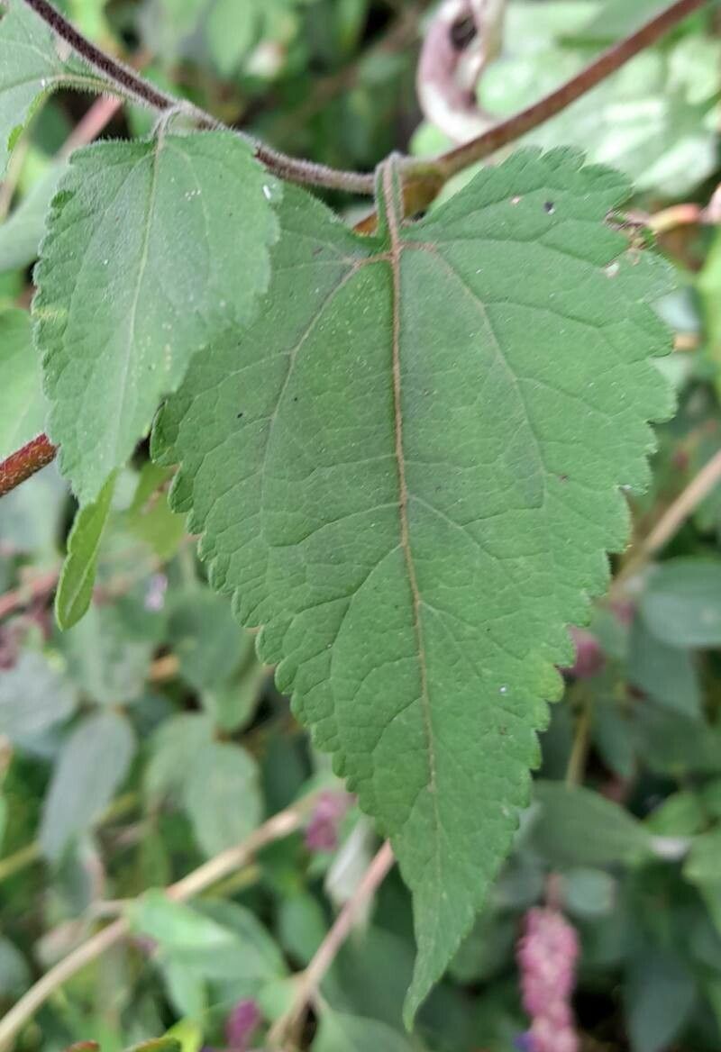 Stevia sanguinea — houseplant care guide