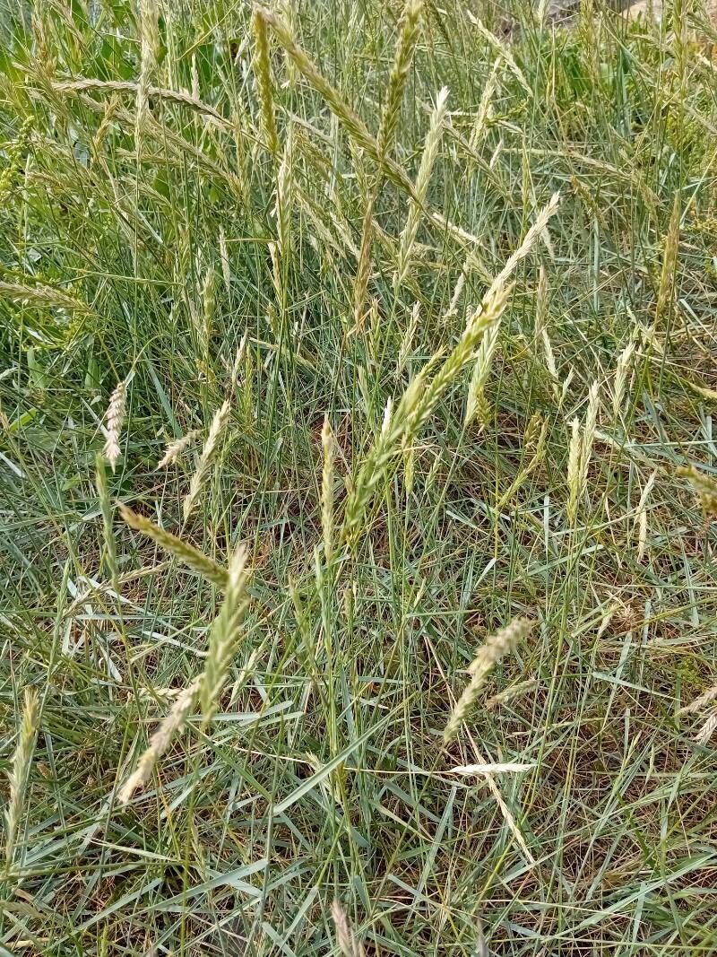 Elymus athericus habit