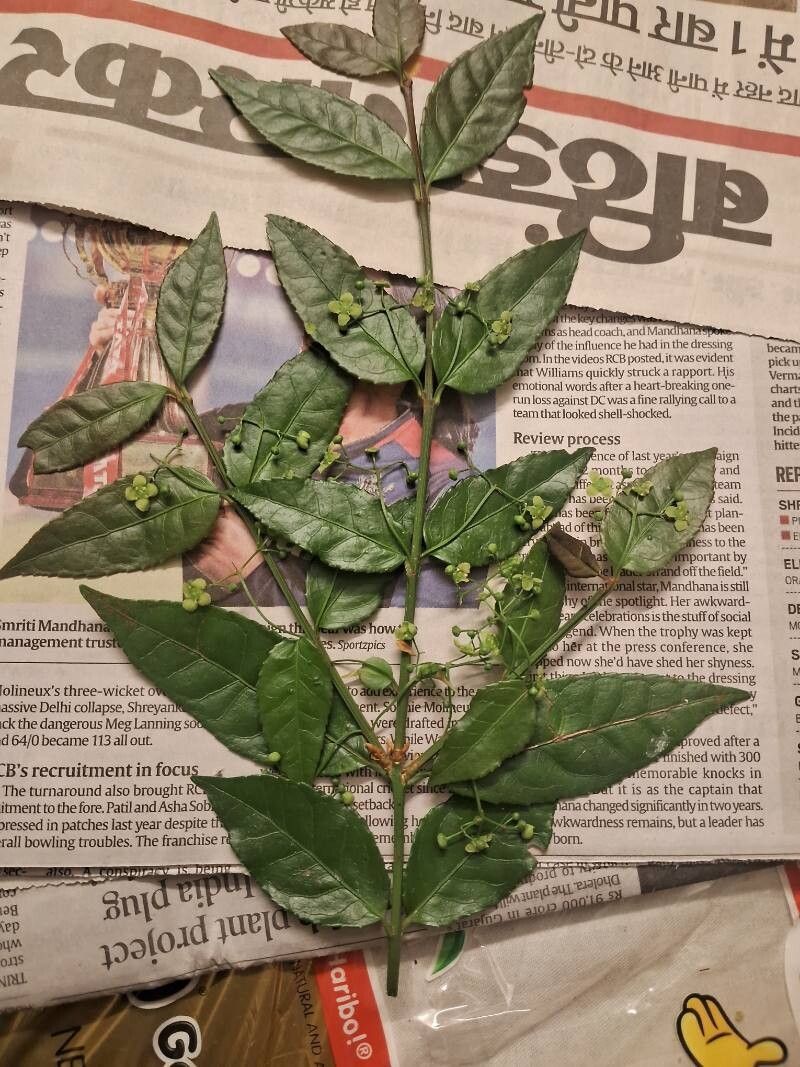 Euonymus echinatus — search result for 'Euonymus'