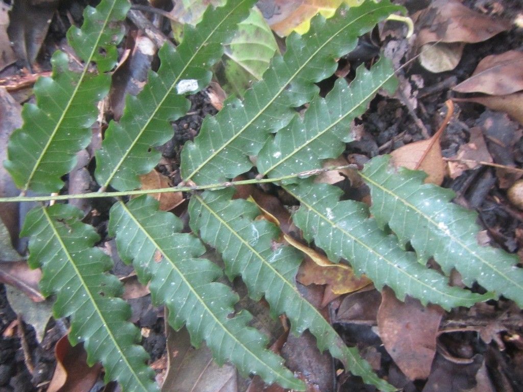 Elattostachys incisa leaf
