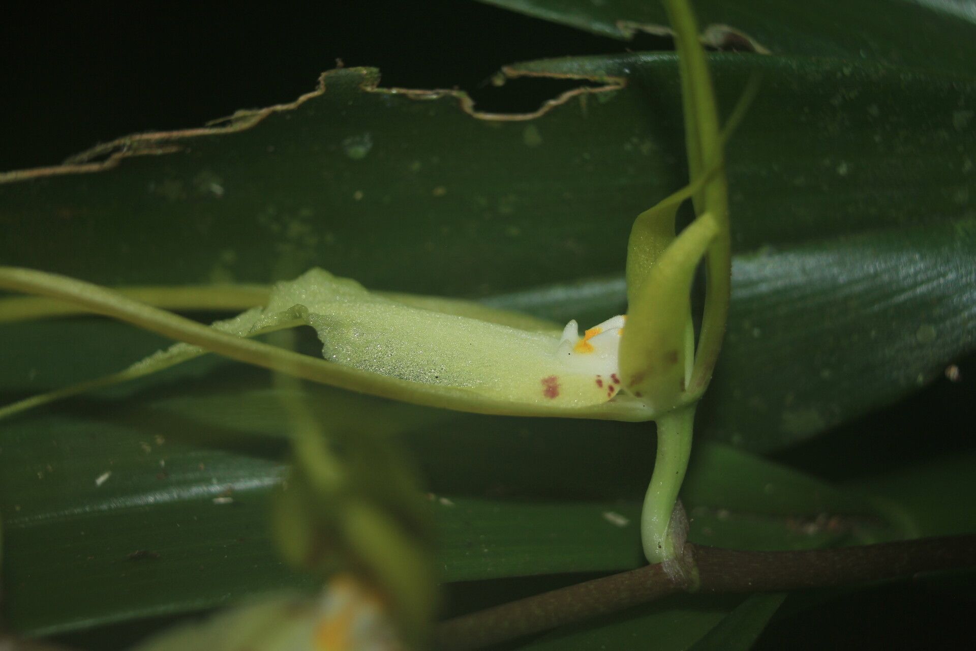 Brassia lawrenceana — search result for 'Brassia'