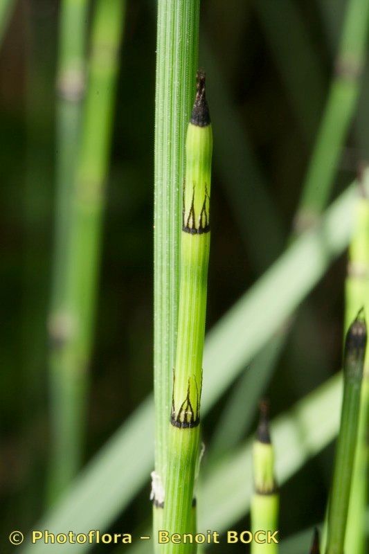 Equisetum × trachyodon bark