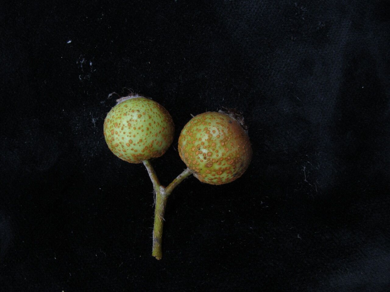 Sorbus sharmae fruit