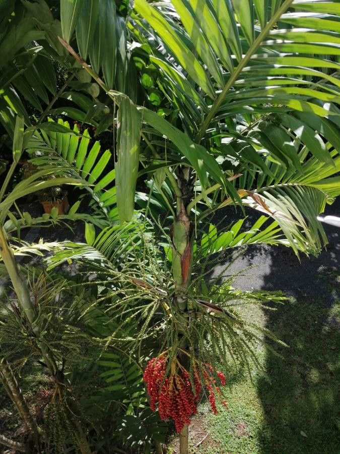 Chambeyronia macrocarpa flower