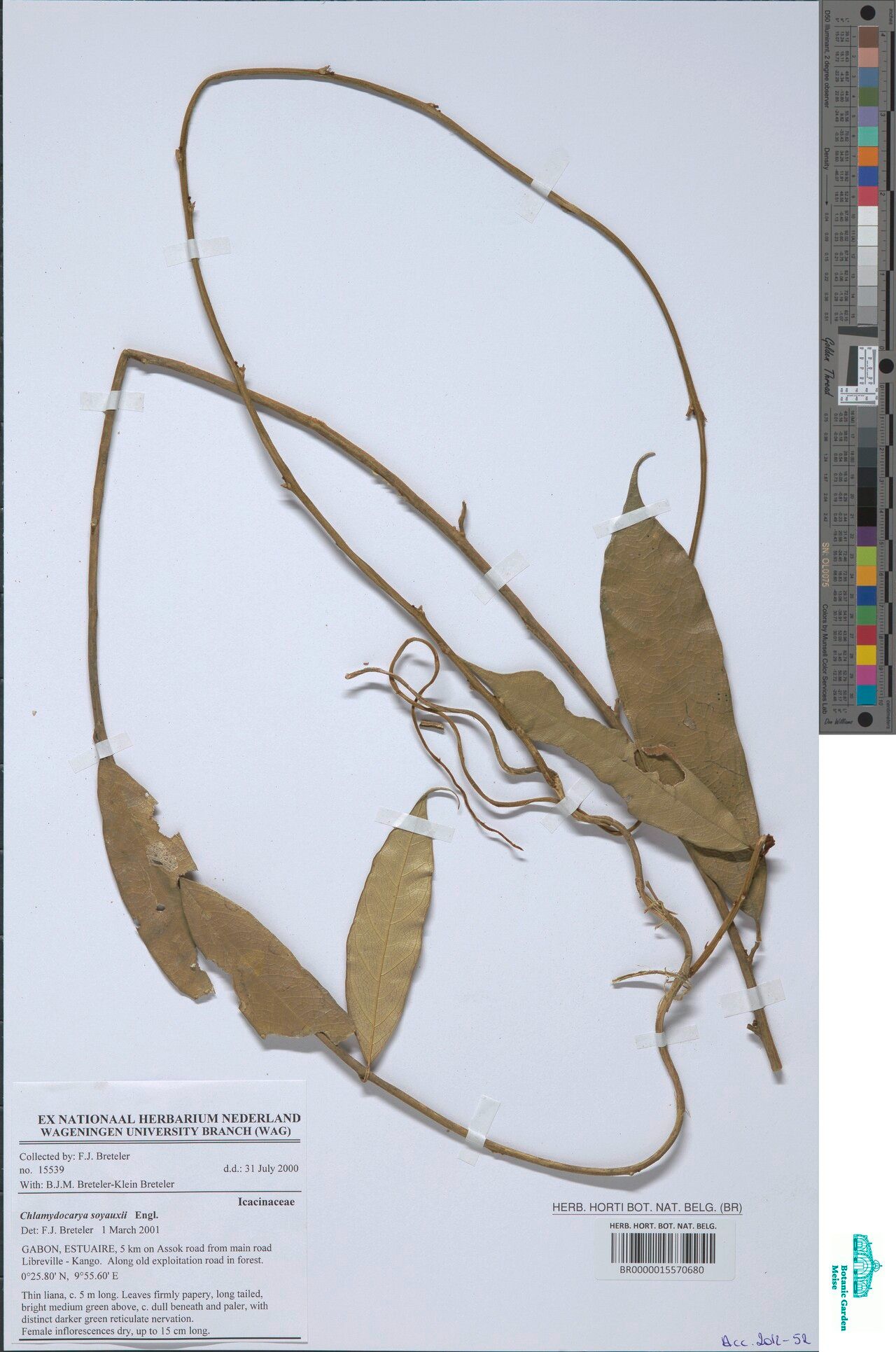 Pyrenacantha soyauxii — houseplant care guide