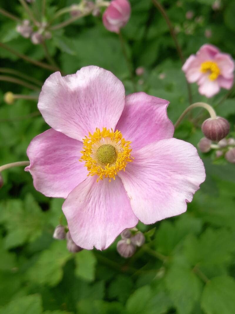 Anemone vitifolia flower