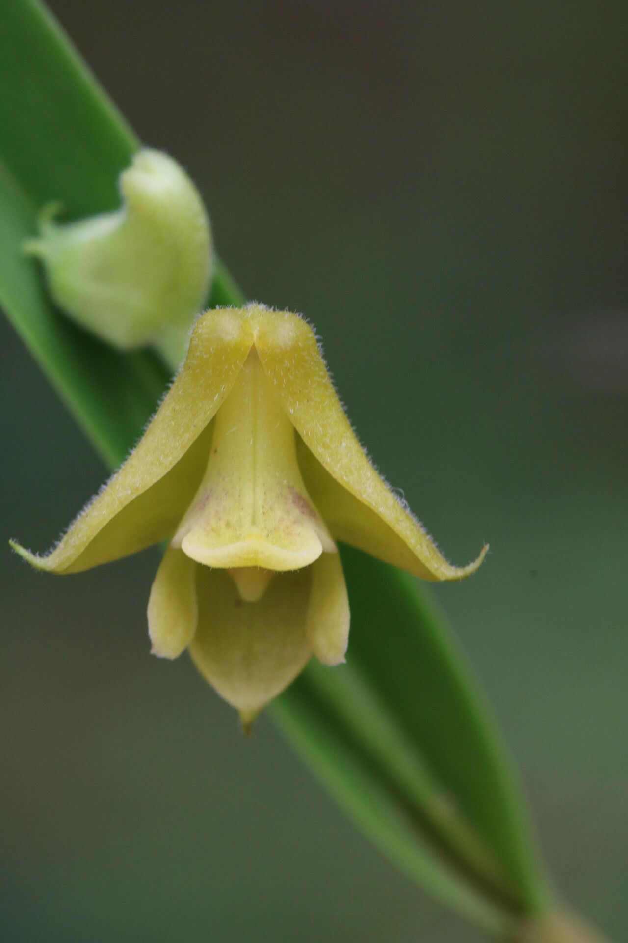 Polystachya nyanzensis flower