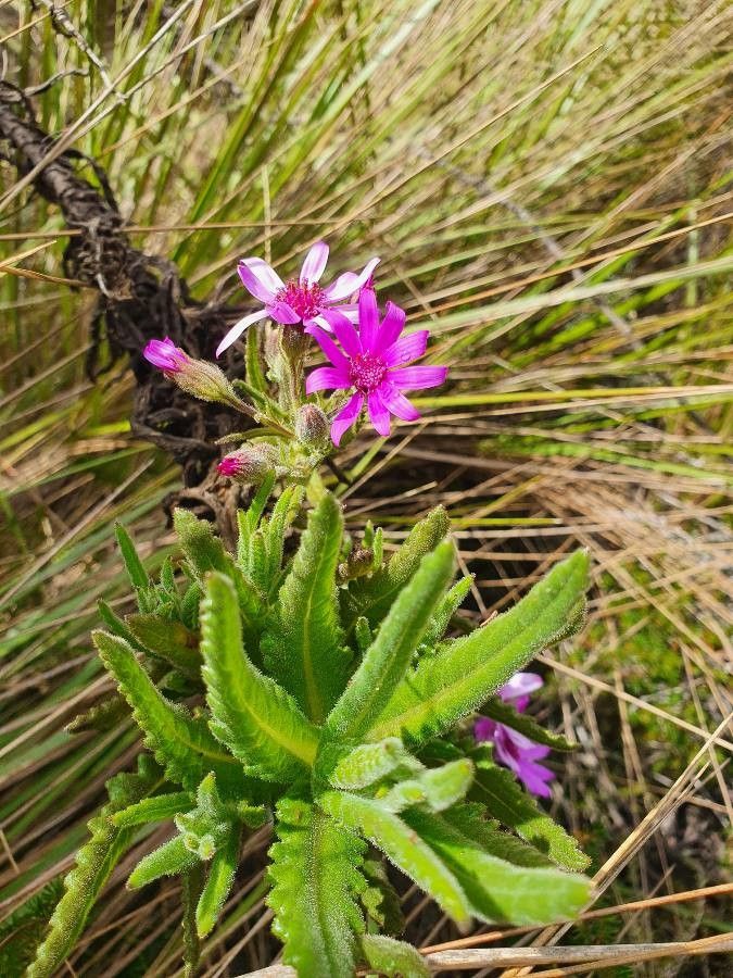 Senecio roseiflorus — houseplant care guide
