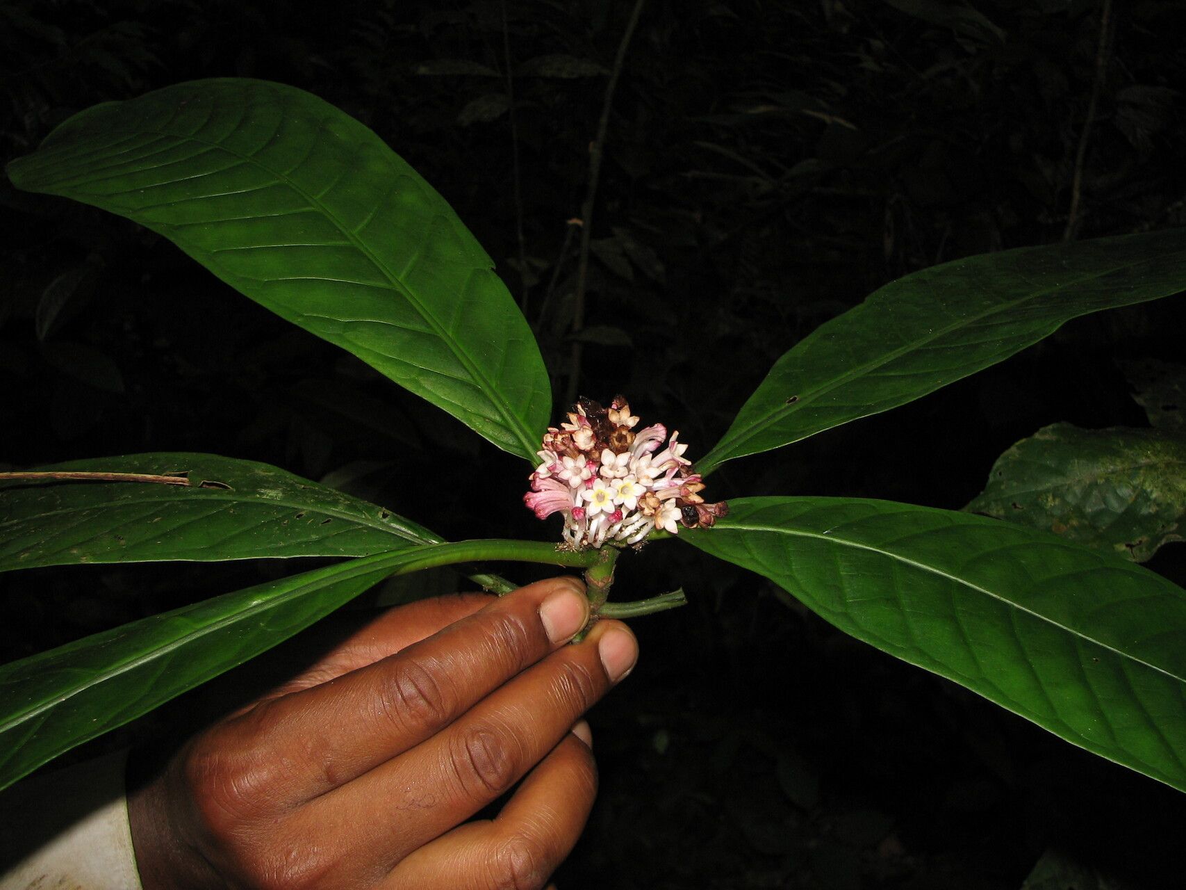 Chassalia bipindensis habit