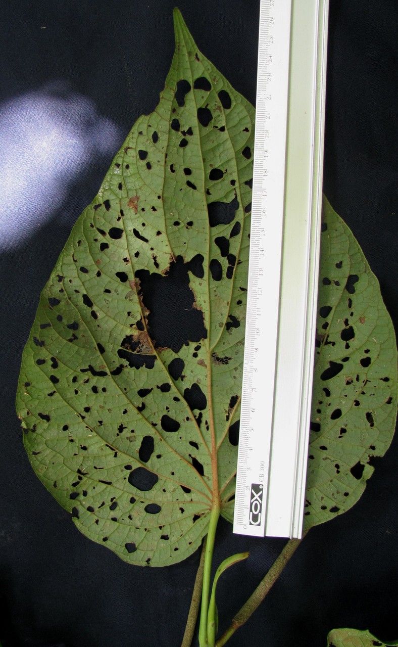 Piper vallicola other