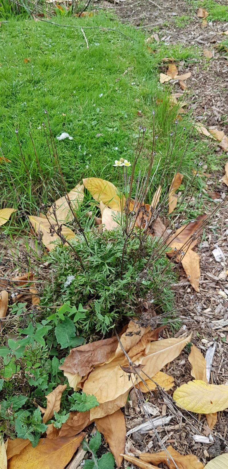 Anemone multifida habit