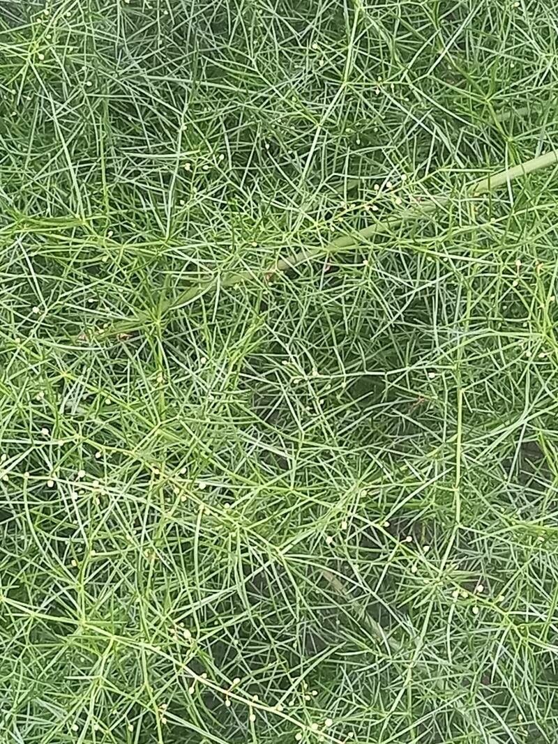 Asparagus verticillatus leaf