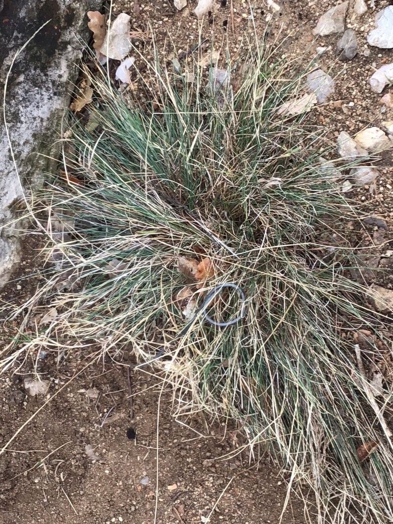 Festuca liviensis — houseplant care guide