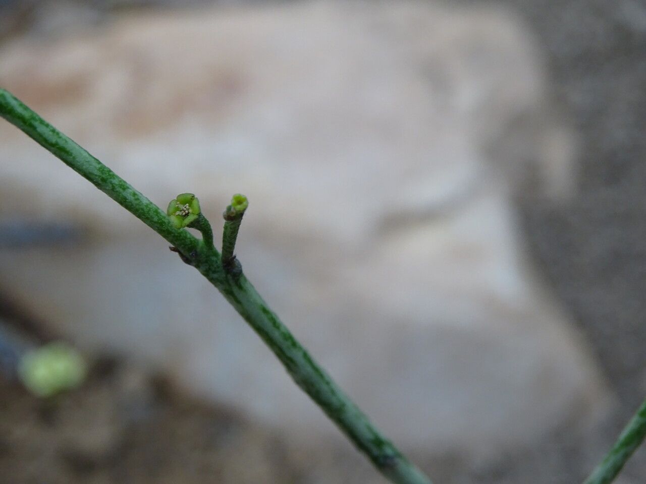 Euphorbia platyclada flower