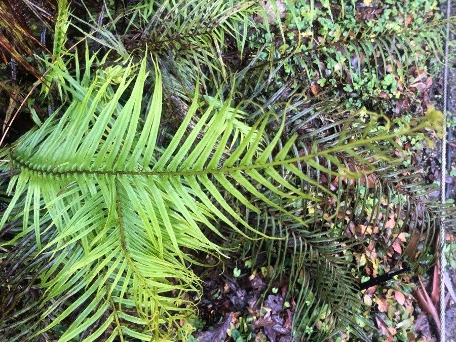 Pteris vittata — search result for 'Pteris'