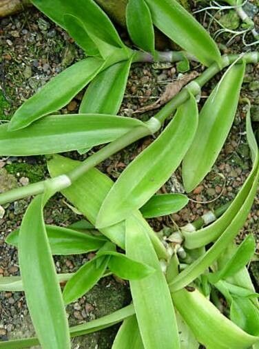 Tradescantia crassula — search result for 'Tradescantia'