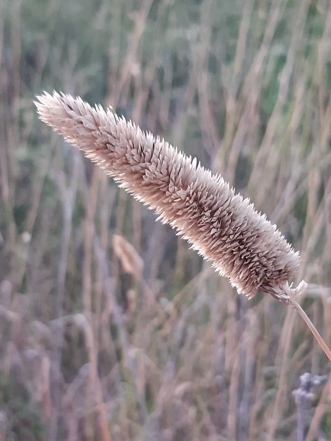 Phalaris aquatica flower