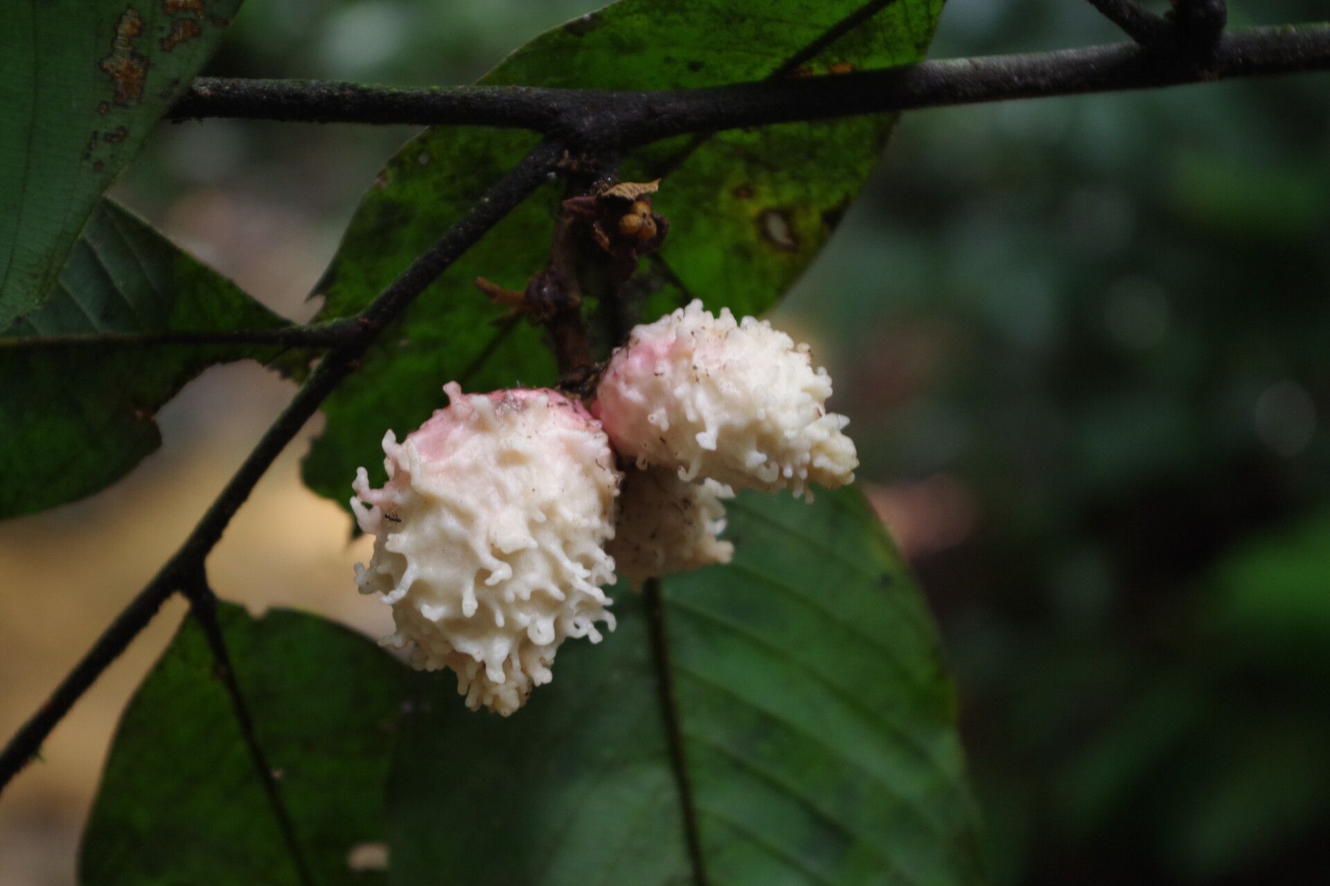 Piptostigma oyemense fruit