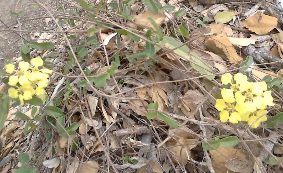 Stigmaphyllon emarginatum — houseplant care guide