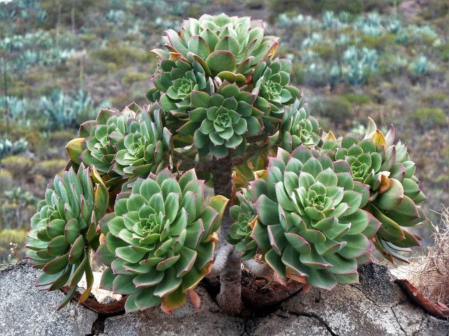 Aeonium percarneum habit