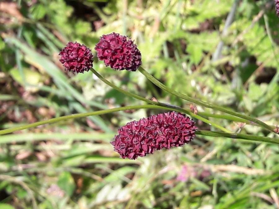 Sanguisorba officinalis flower
