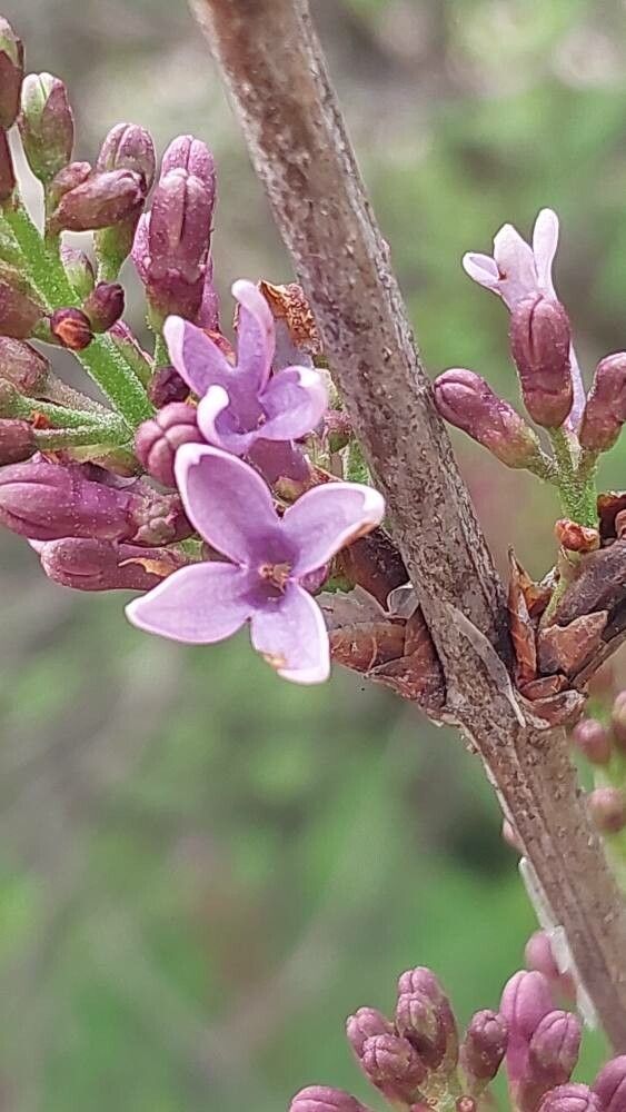 Syringa × chinensis flower