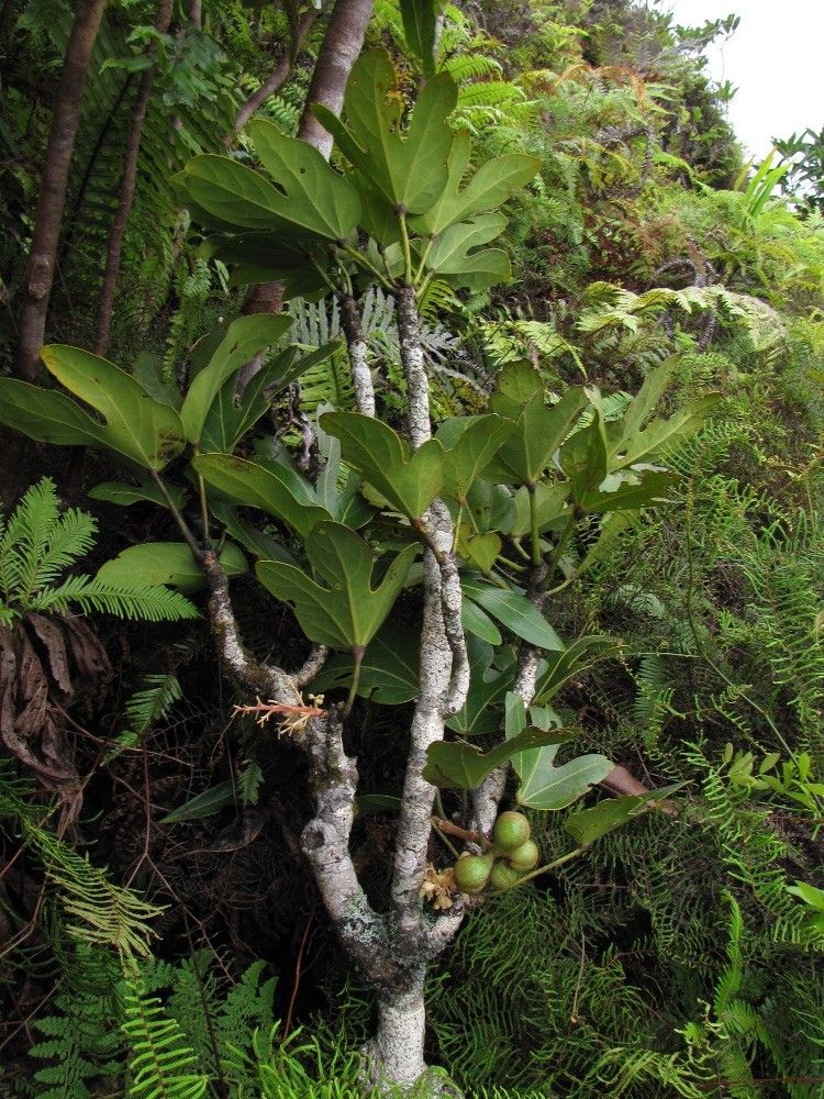 Acropogon fatsioides — houseplant care guide