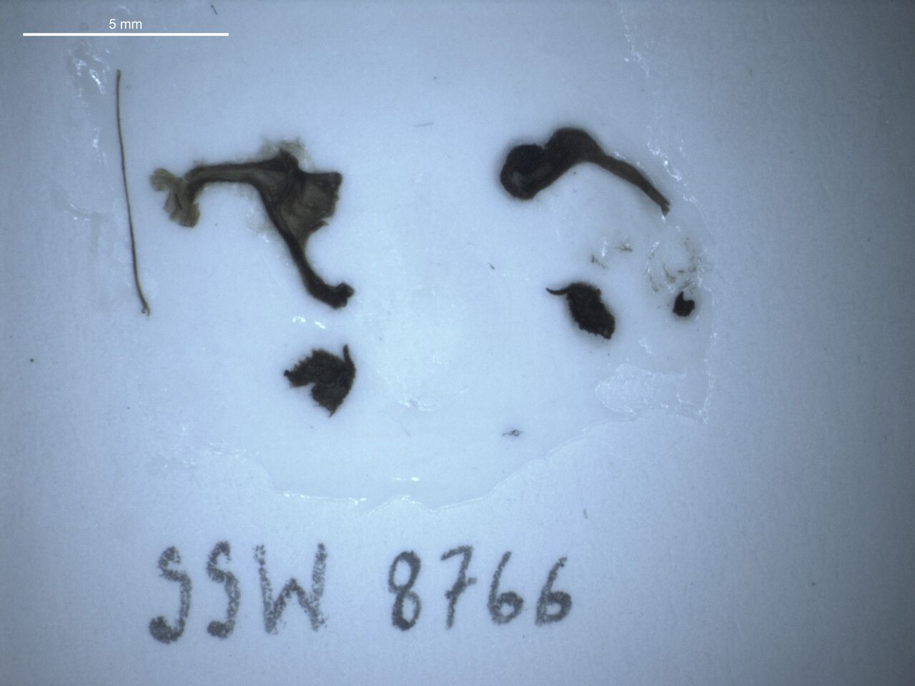 Coleus pallidus other