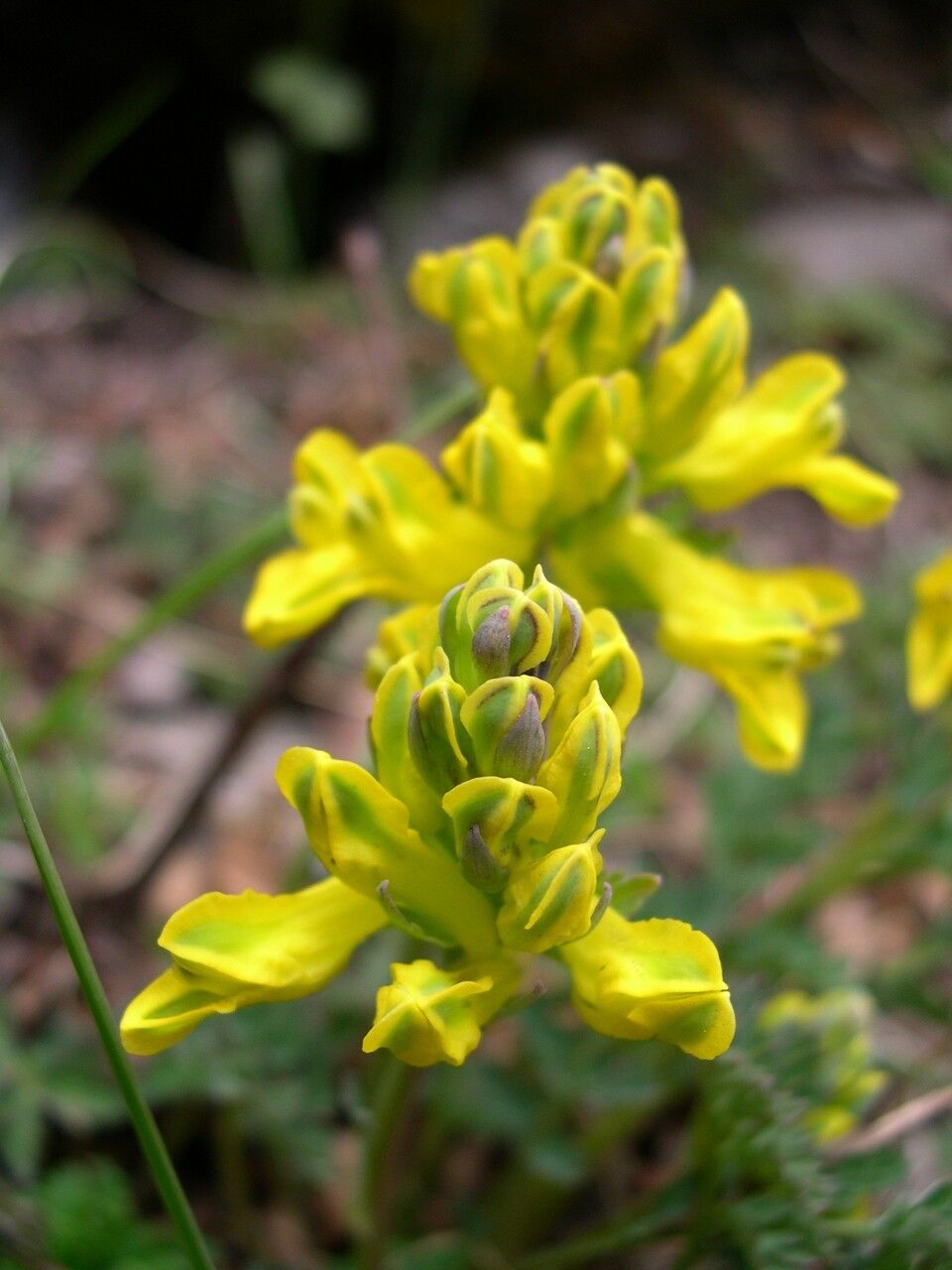 Corydalis sikkimensis flower