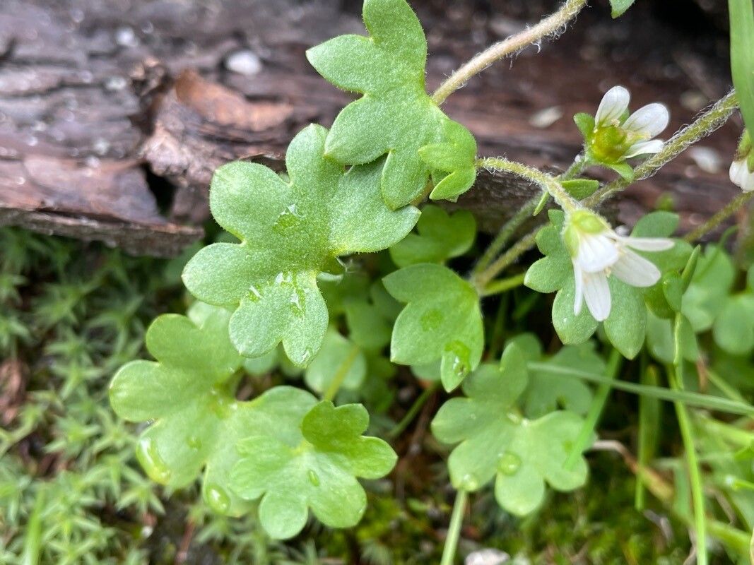 Saxifraga carpatica leaf
