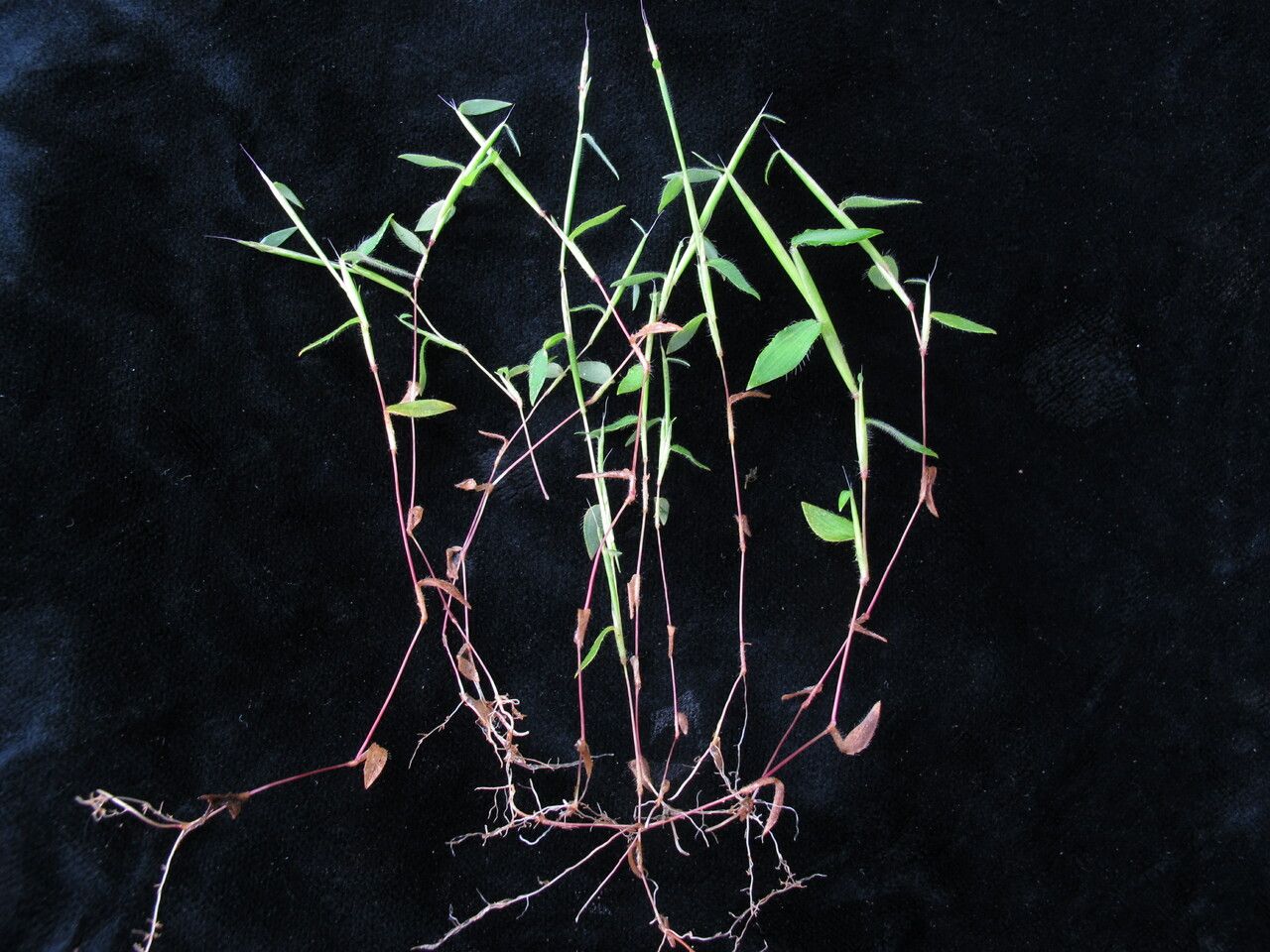 Arthraxon lancifolius — related species from the same genus